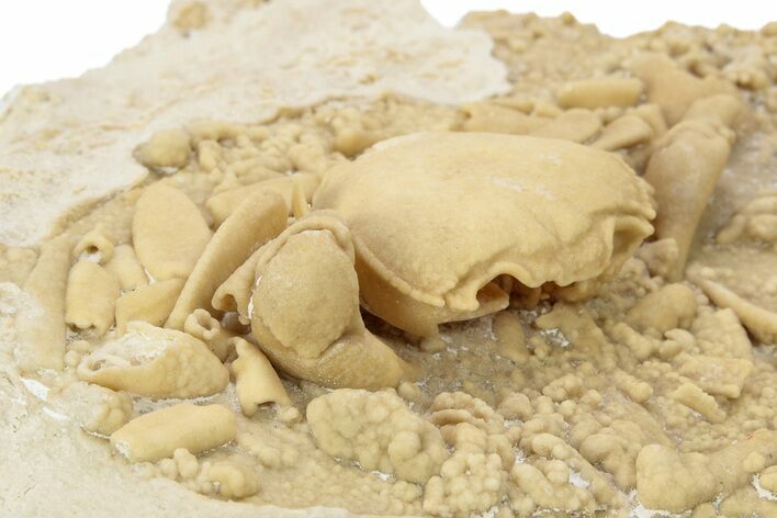 Fossil Crab (Potamon) Preserved in Travertine - Turkey #230626